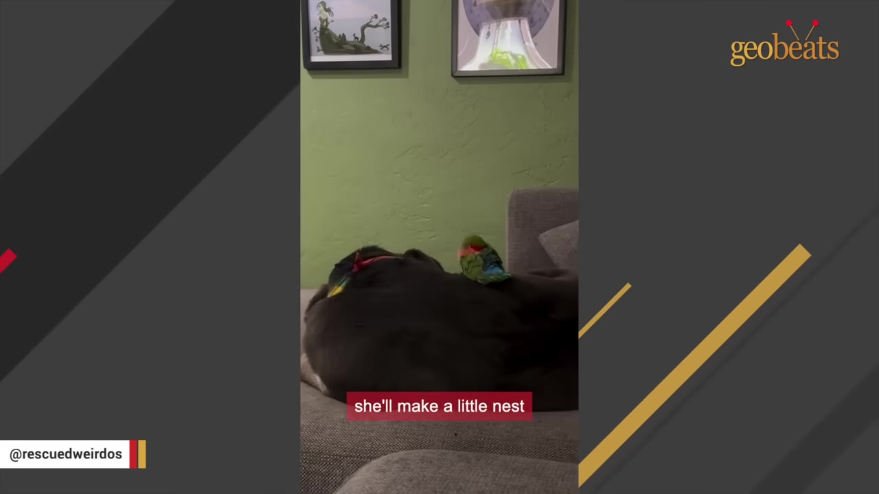 A large black dog lies on a grey couch with a small green lovebird perched on its back.