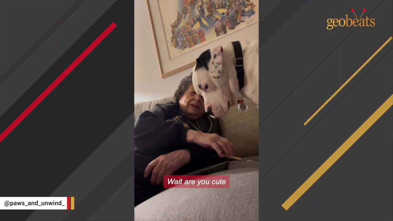 A large white dog with black spots on its ears gently leans its head towards an elderly woman sitting on a couch.