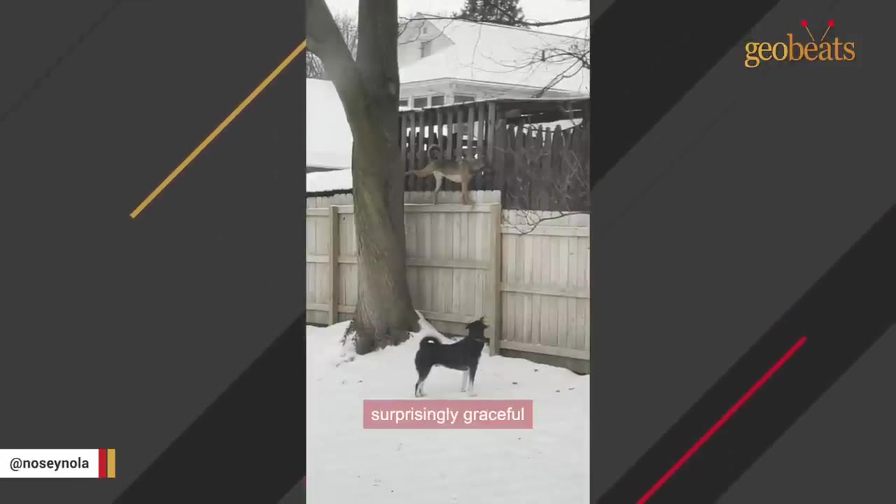 A tan dog balances gracefully on top of a wooden fence next to a tree in a snowy yard, while a black dog watches from below.