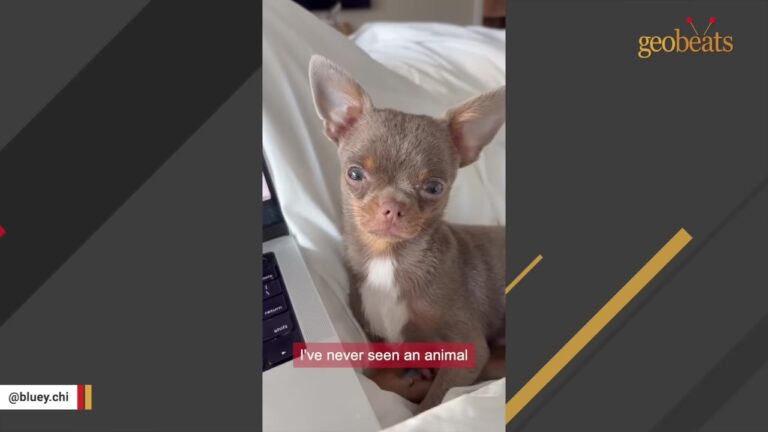 California Chihuahua Wanted To Be Just Like His Big Brother, So He Learned One Very Unlikely Trick