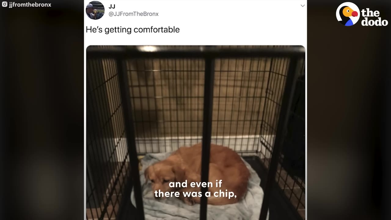 A small brown dog curled up on a blanket inside a black wire crate.