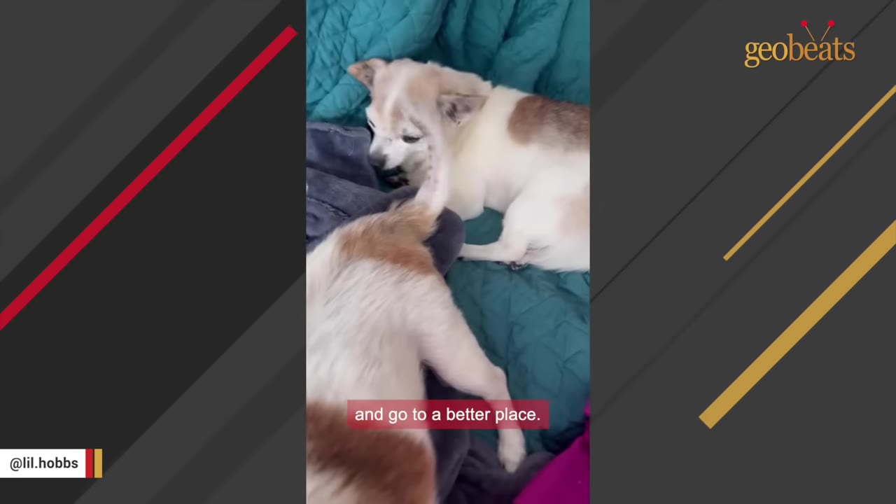 An older white and brown dog lying down on a teal blanket next to another dog, with a subtitle that reads 'and go to a better place.'