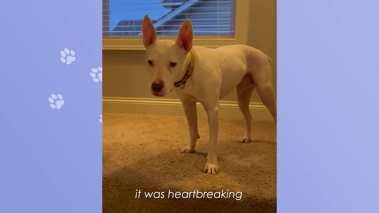 A white dog with pointed ears stands on a carpeted floor looking sad, with the text 'it was heartbreaking' written below.