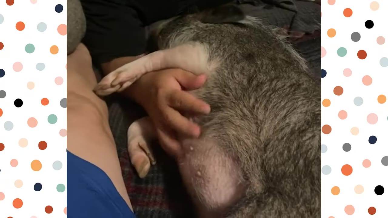 A person gently pets and comforts a small grey pig lying down on a bed.