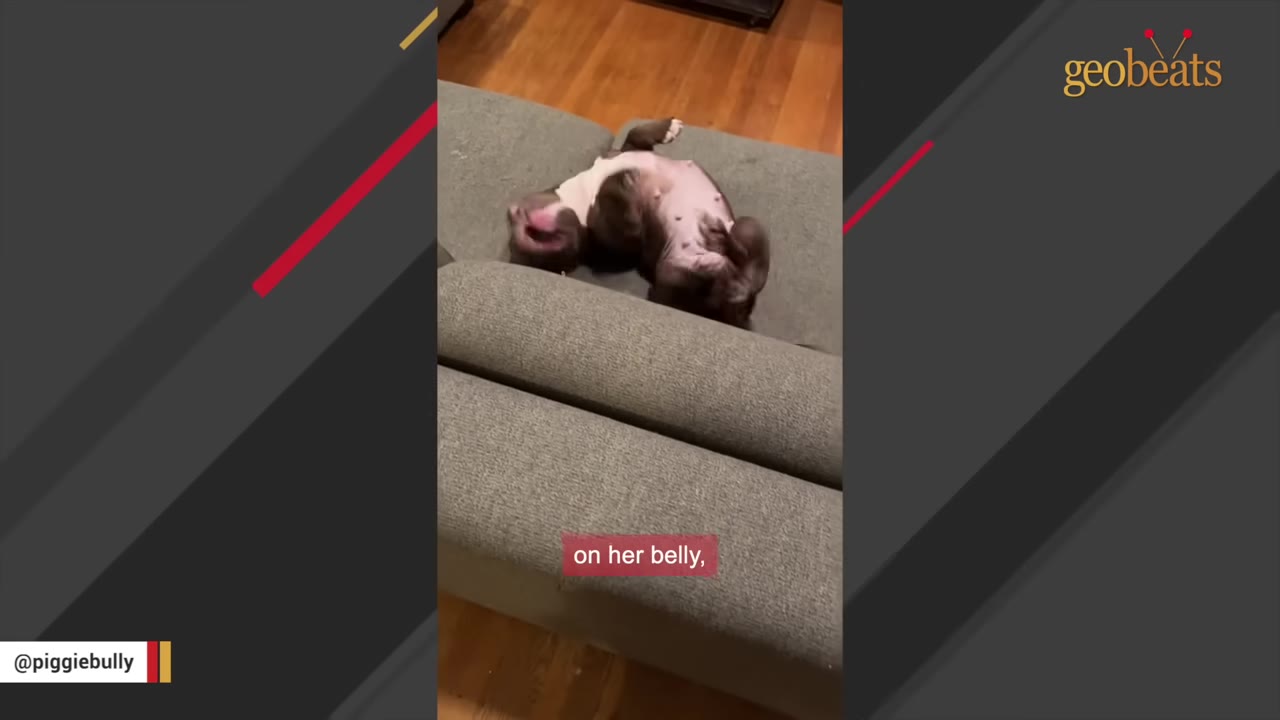 A brown and white bulldog lies on her back on a gray couch, exposing her belly.