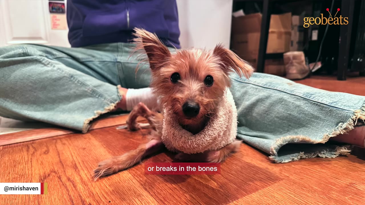 A small, brown Yorkshire Terrier wearing a light-colored sweater sits on a wooden floor, showing a visibly deformed or injured hind leg, with a person sitting in the background.