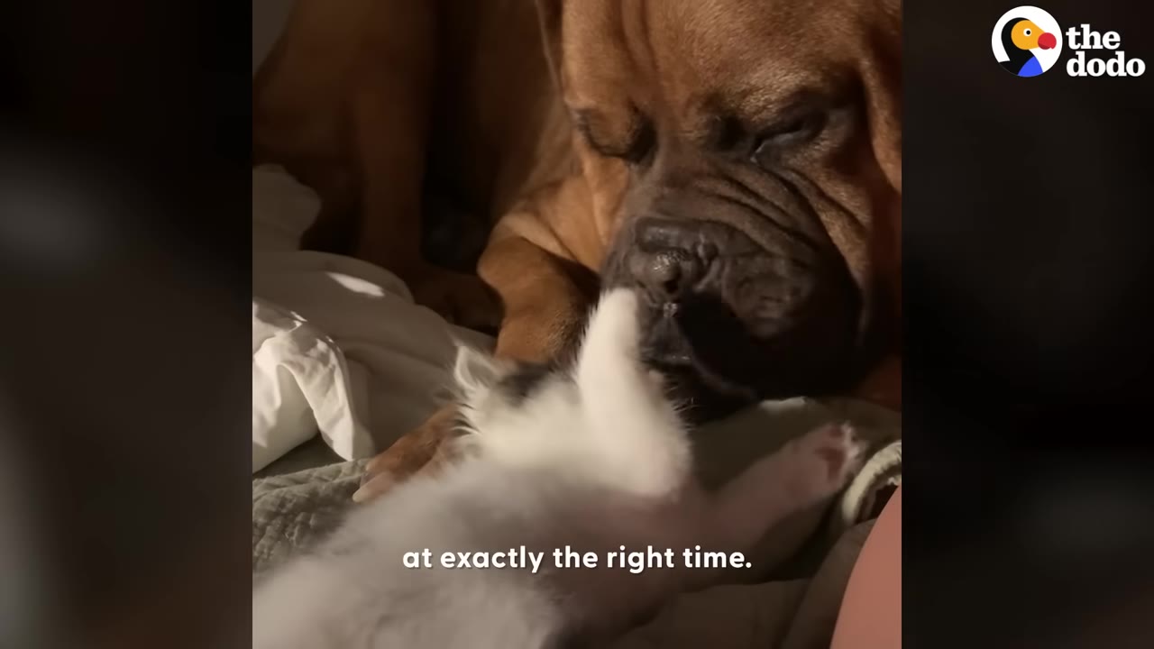 A large brown dog gently nuzzles a tiny black and white kitten lying on a blanket.