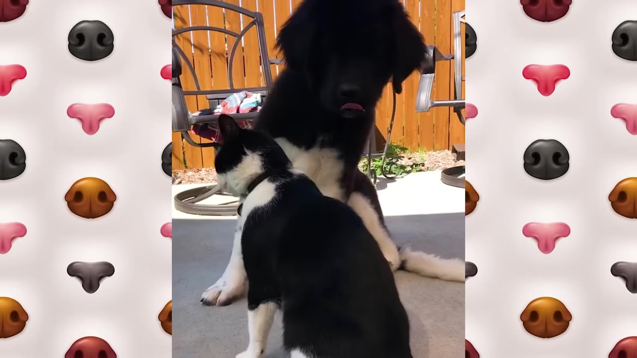 A large black and white dog sits on a patio next to a black and white cat, with the dog sticking its tongue out slightly.