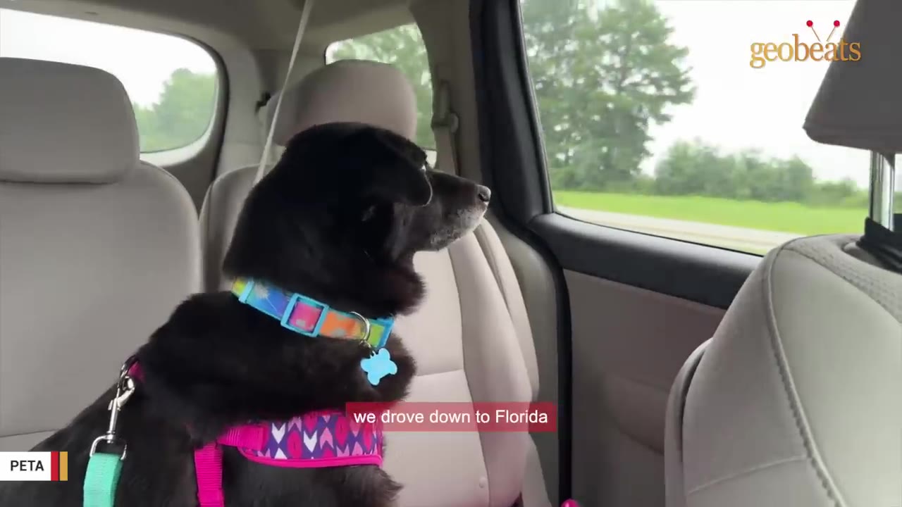 A black dog wearing a colorful collar and harness sits in the back seat of a car, looking out the window as the vehicle travels down a road.