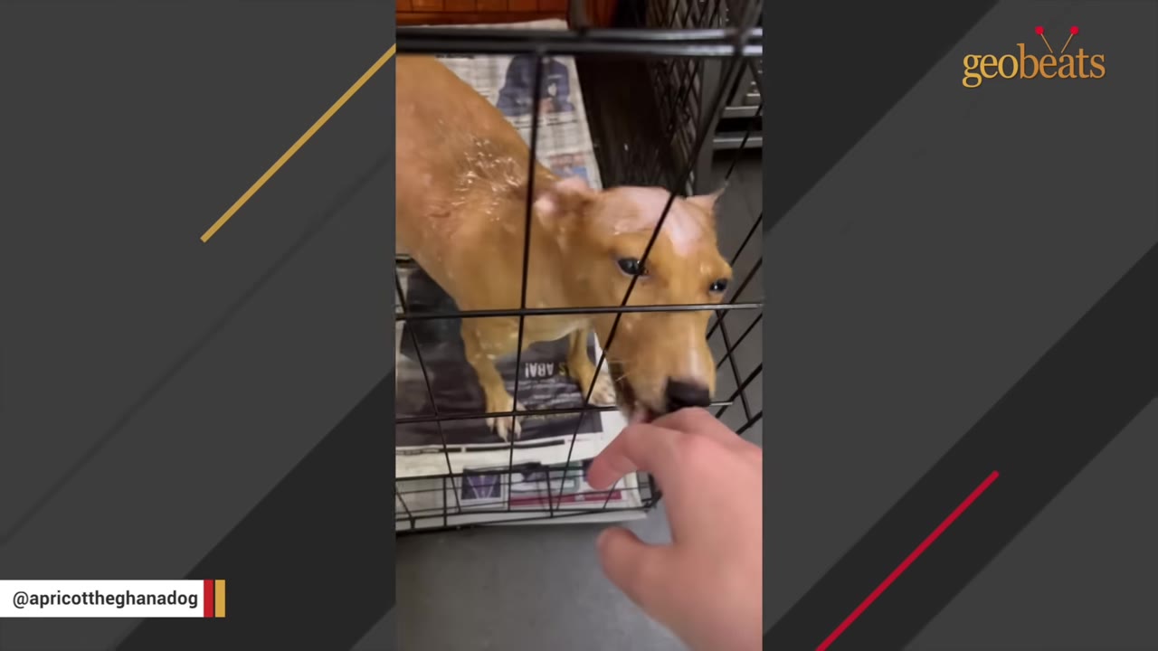 A light brown dog inside a wire crate licks the hand of a person reaching in to greet it.