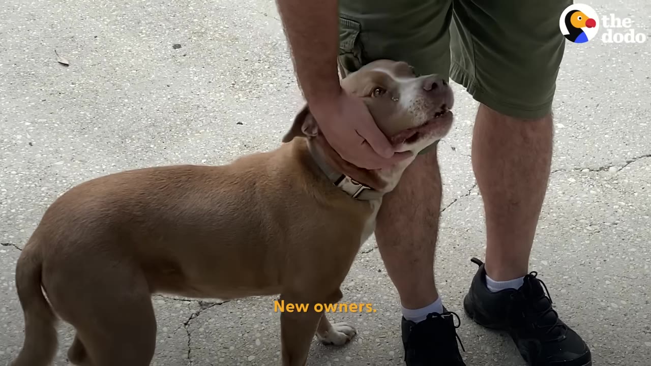 A light brown and white dog looks up affectionately at a man who is gently cradling its head in his hand.