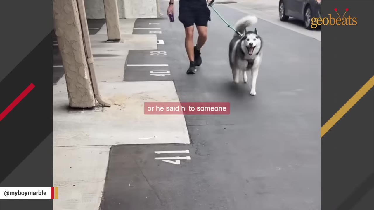 A happy husky dog with an open-mouthed expression walks on a leash next to a person on a paved path.