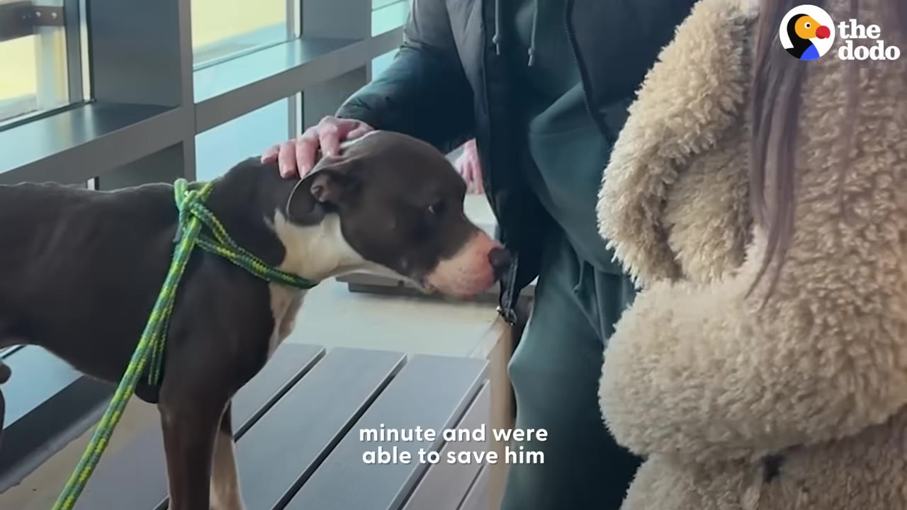 A brown and white pit bull wearing a green rope leash stands on a bench while being gently petted on the head by a person.