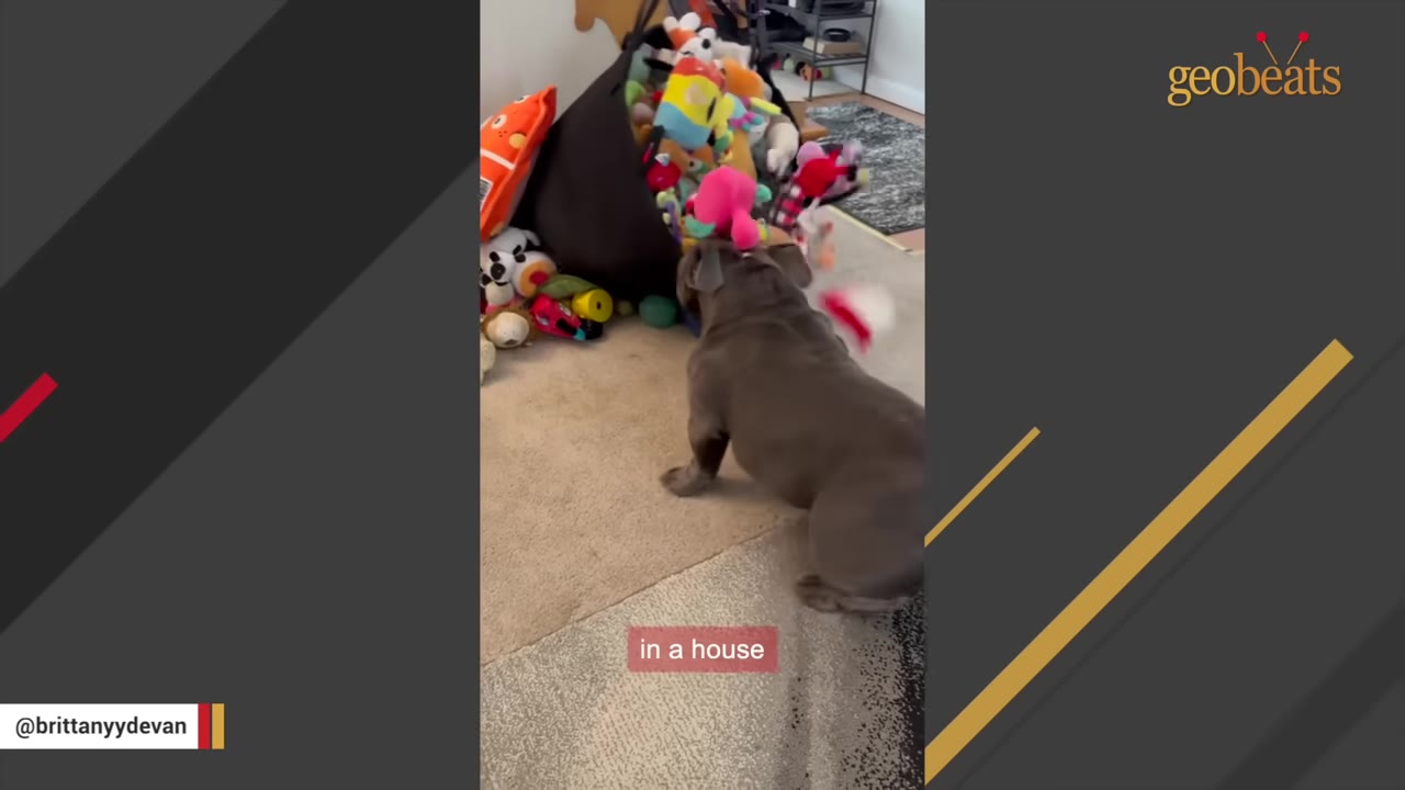A grey French bulldog stands in a carpeted living room, looking at a large basket overflowing with colorful plush dog toys.