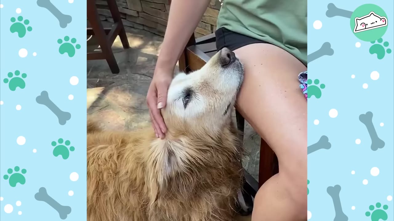 A golden retriever rests its head gently against its owner's leg while being stroked on the head.