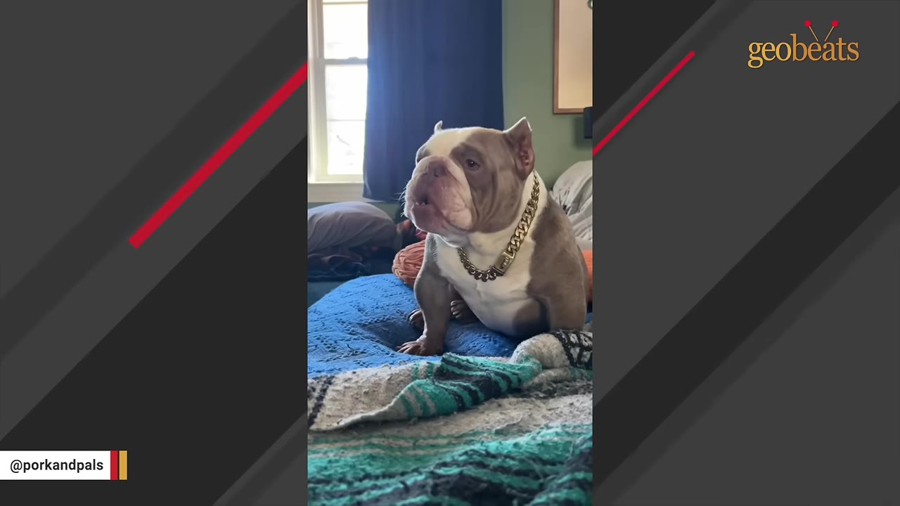 A tan and white bulldog wearing a gold chain collar sits on a blue blanket on a bed, looking off-camera with a curious expression.