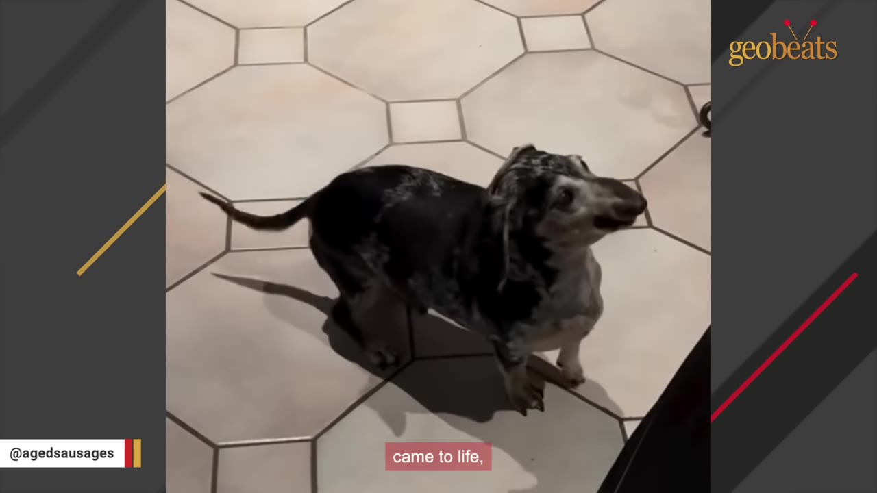 A dapple dachshund stands on a tiled floor, looking up with its head tilted, showing its unique facial structure.