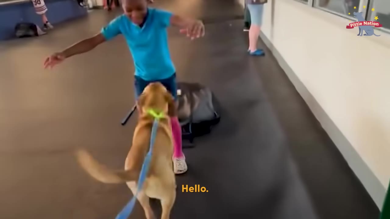 A young boy in a blue shirt and pink socks happily greets a light brown dog on a blue leash in an indoor hallway.