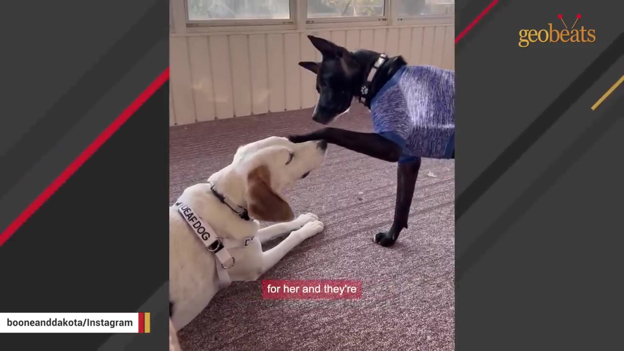 A white dog wearing a harness that reads 'DEAF DOG' lies on the floor while interacting with a black dog wearing a blue shirt.