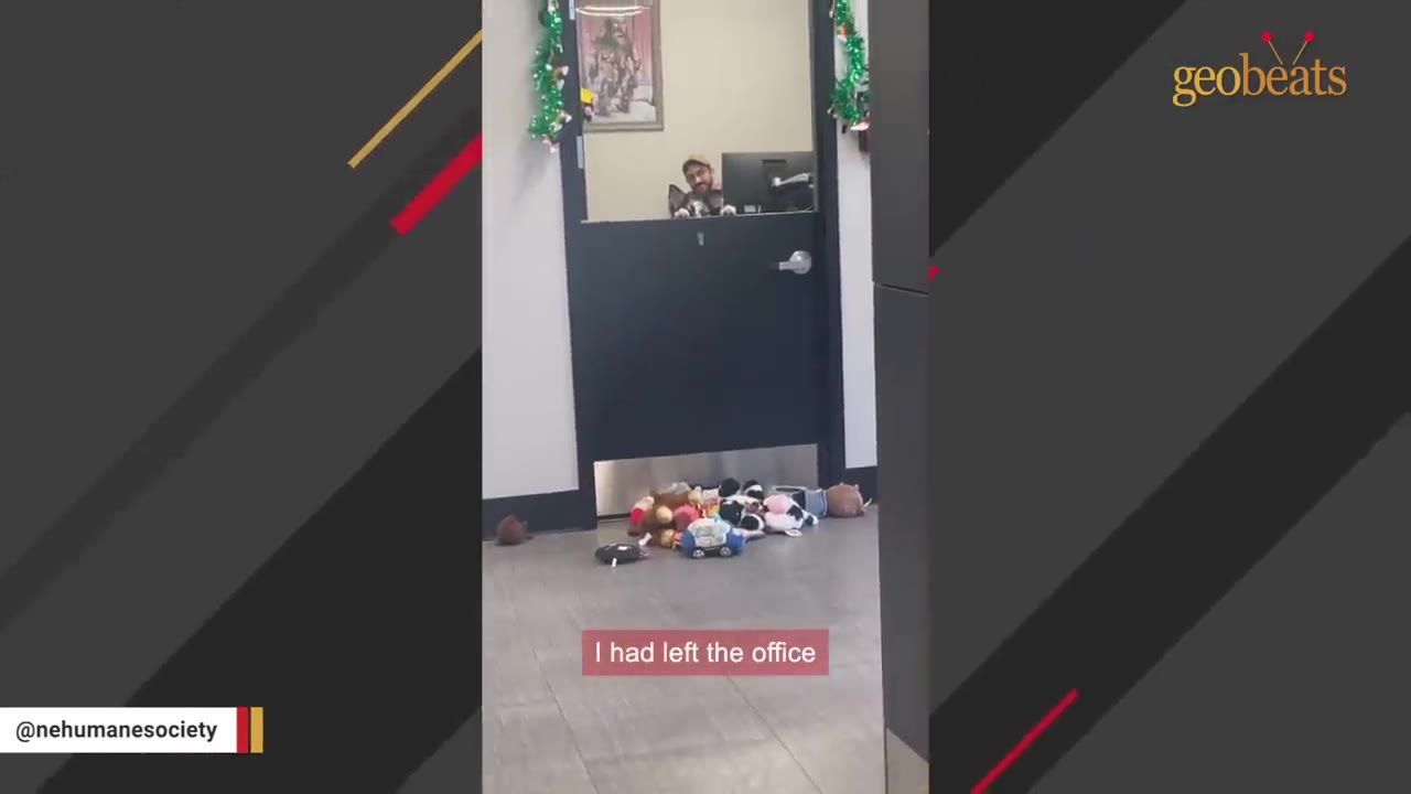 A pile of colorful plush dog toys lies on the floor outside an office door, while a small dog peeks over the lower half of the door.