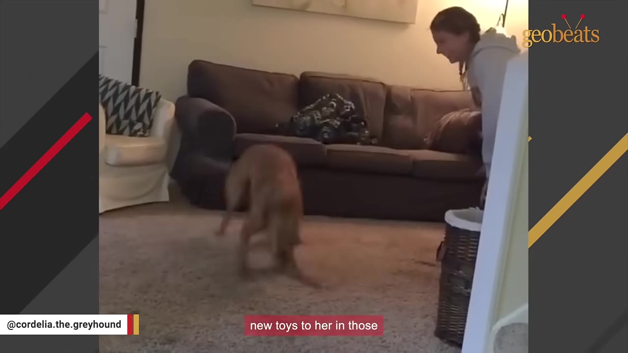 A brown dog stands in a living room looking down at the carpet as a woman watches, with a caption that reads 'new toys to her in those'.