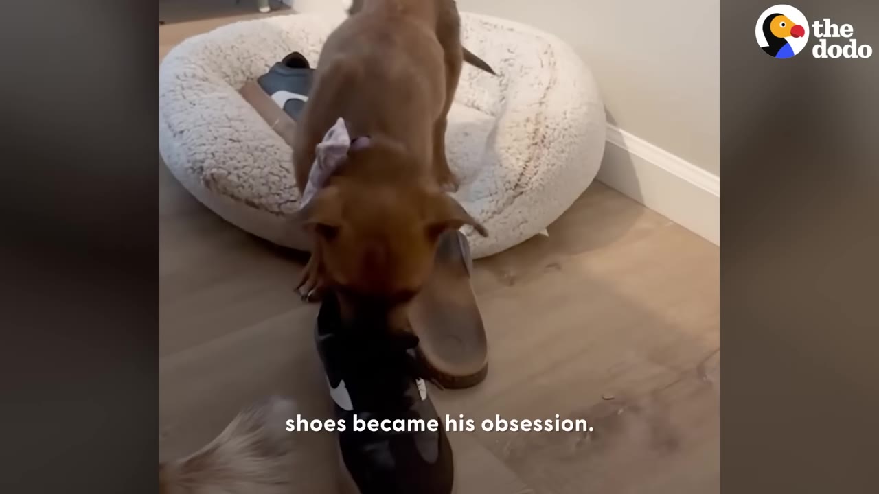 A brown dog sniffing a black and white sneaker on a wooden floor next to a round dog bed.