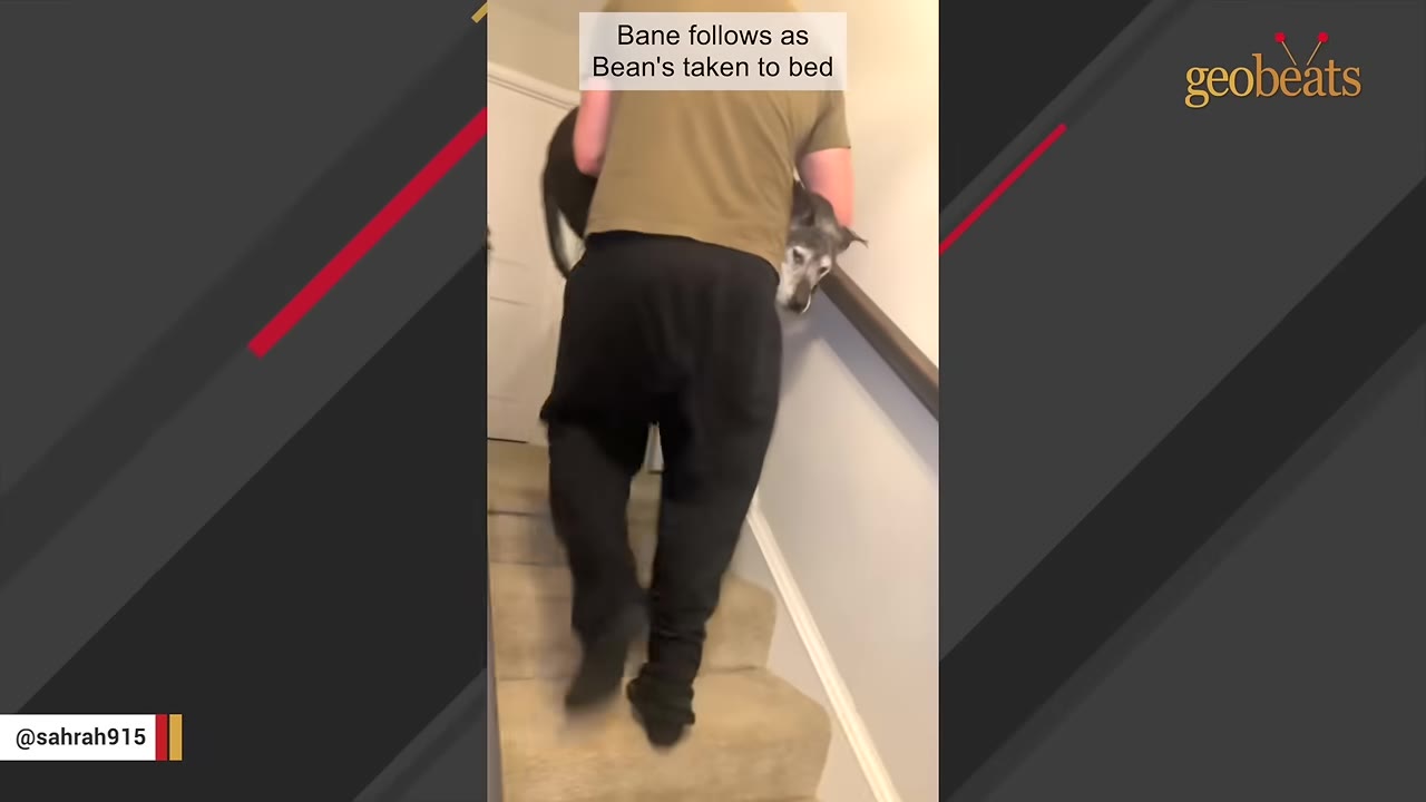 A man carrying a grey dog up a carpeted staircase.