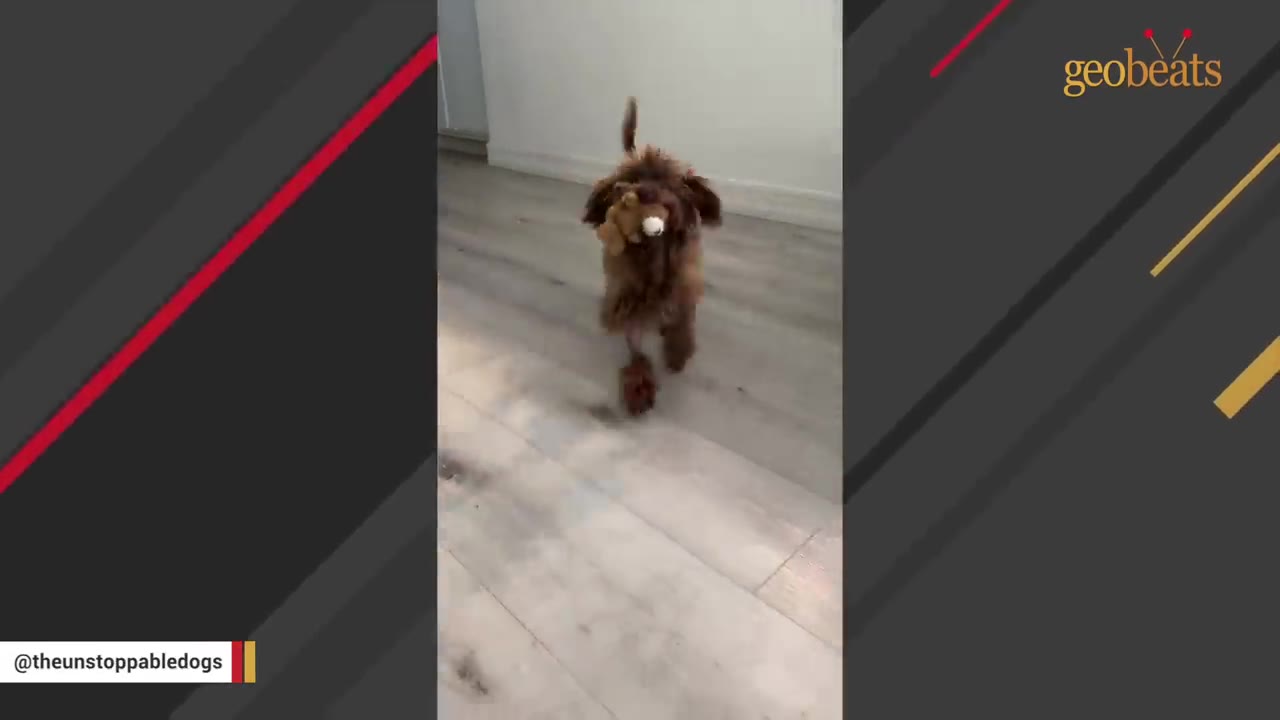 A small, fluffy brown dog happily runs down a hallway carrying a plush toy in its mouth.