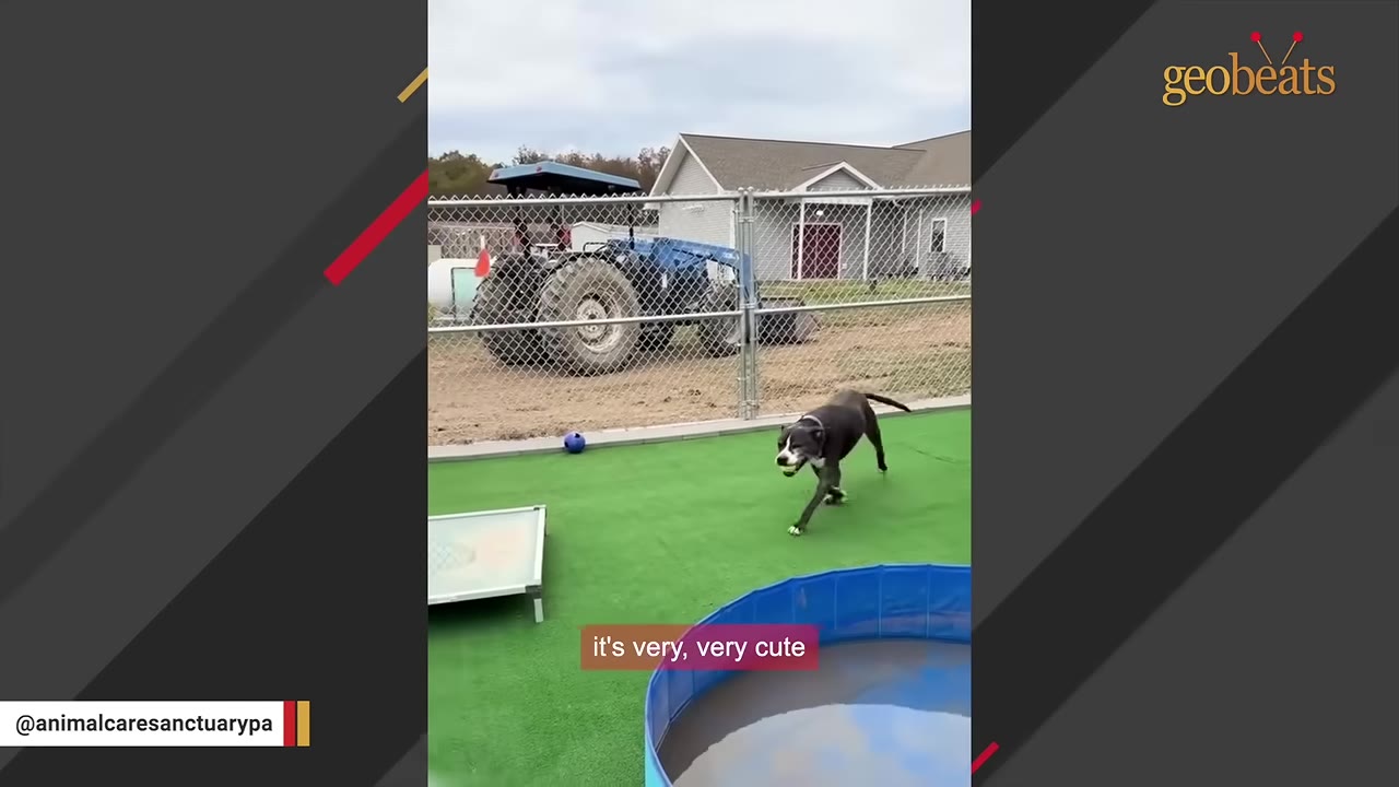 A black and white dog runs across a green artificial turf yard at an animal sanctuary, with a small blue pool in the foreground and a tractor behind a chain-link fence in the background.