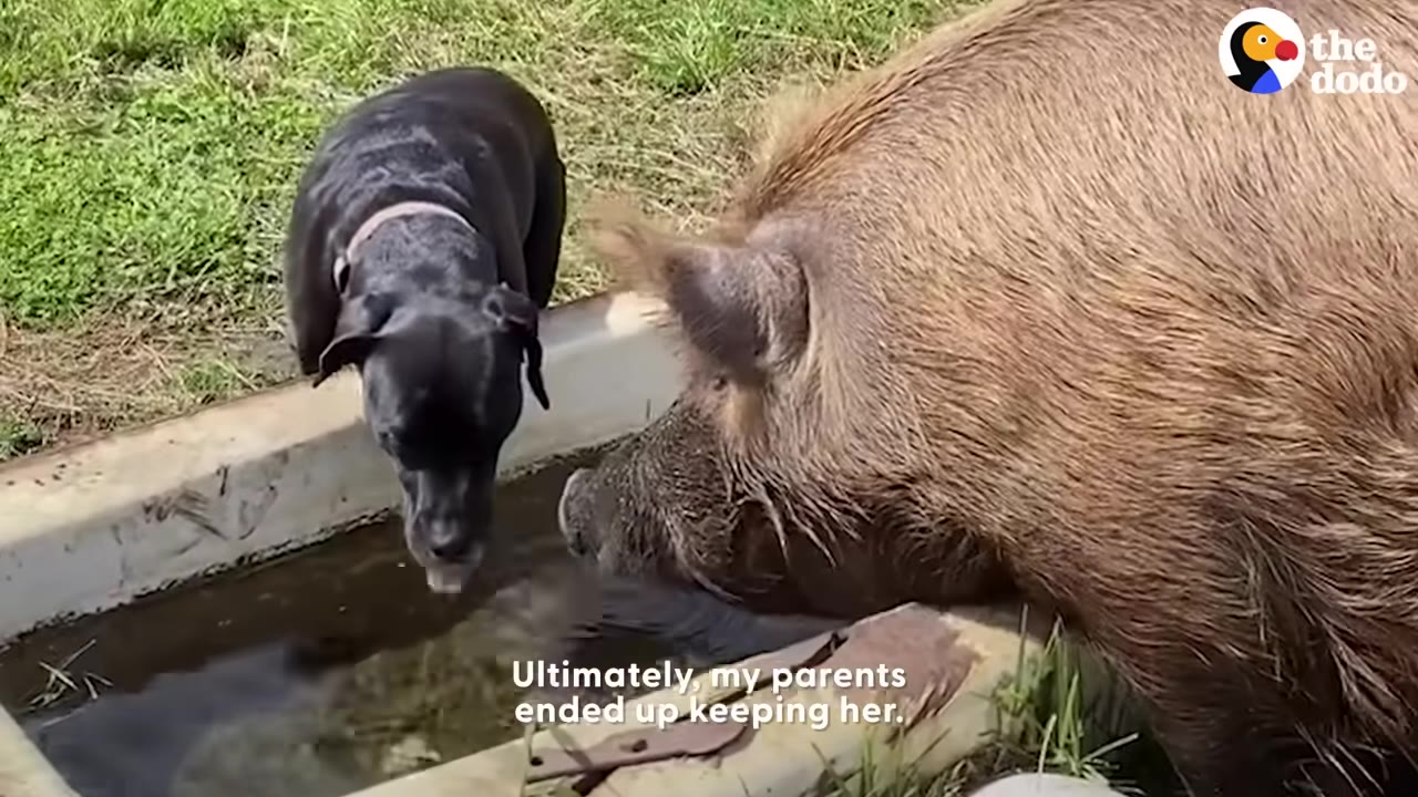 A black dog and a large brown pig stand together at a water trough on a grassy ranch.