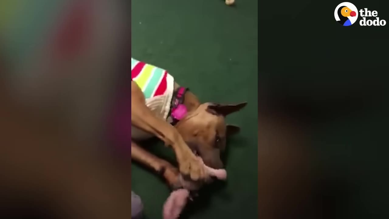 A brown dog wearing a striped sweater lies on a green floor while holding and chewing on a pink toy.