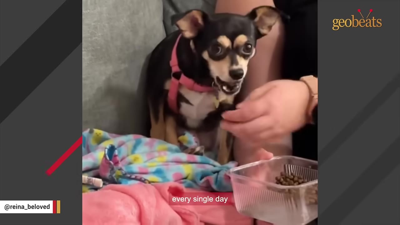 A small black and tan dog wearing a pink harness looks on with wide eyes as a person's hand reaches into a clear plastic container filled with kibble.