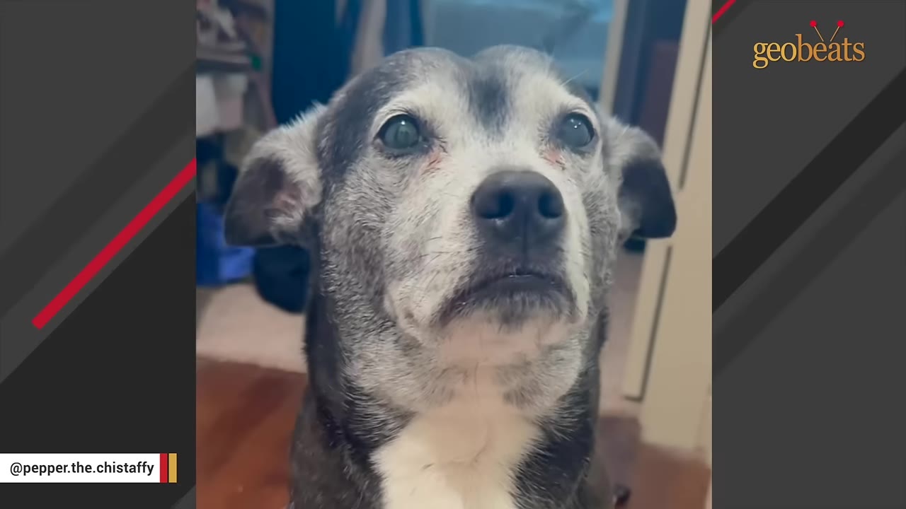 A close-up shot of a grey and white dog looking up with a sad, expressive face.
