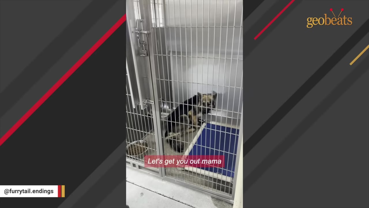 A German Shepherd mix dog sits huddled and scared inside a metal shelter kennel.