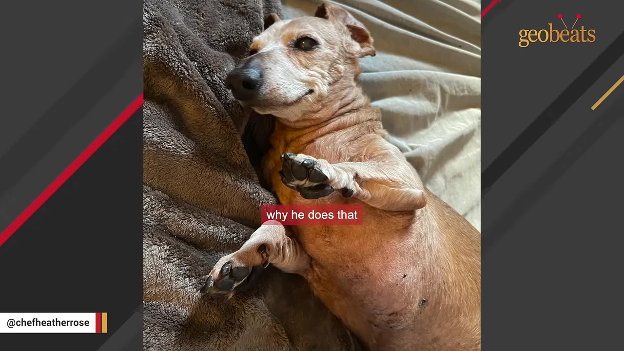 A light brown dachshund lying on its back on a soft blanket, looking up with a slight smile.