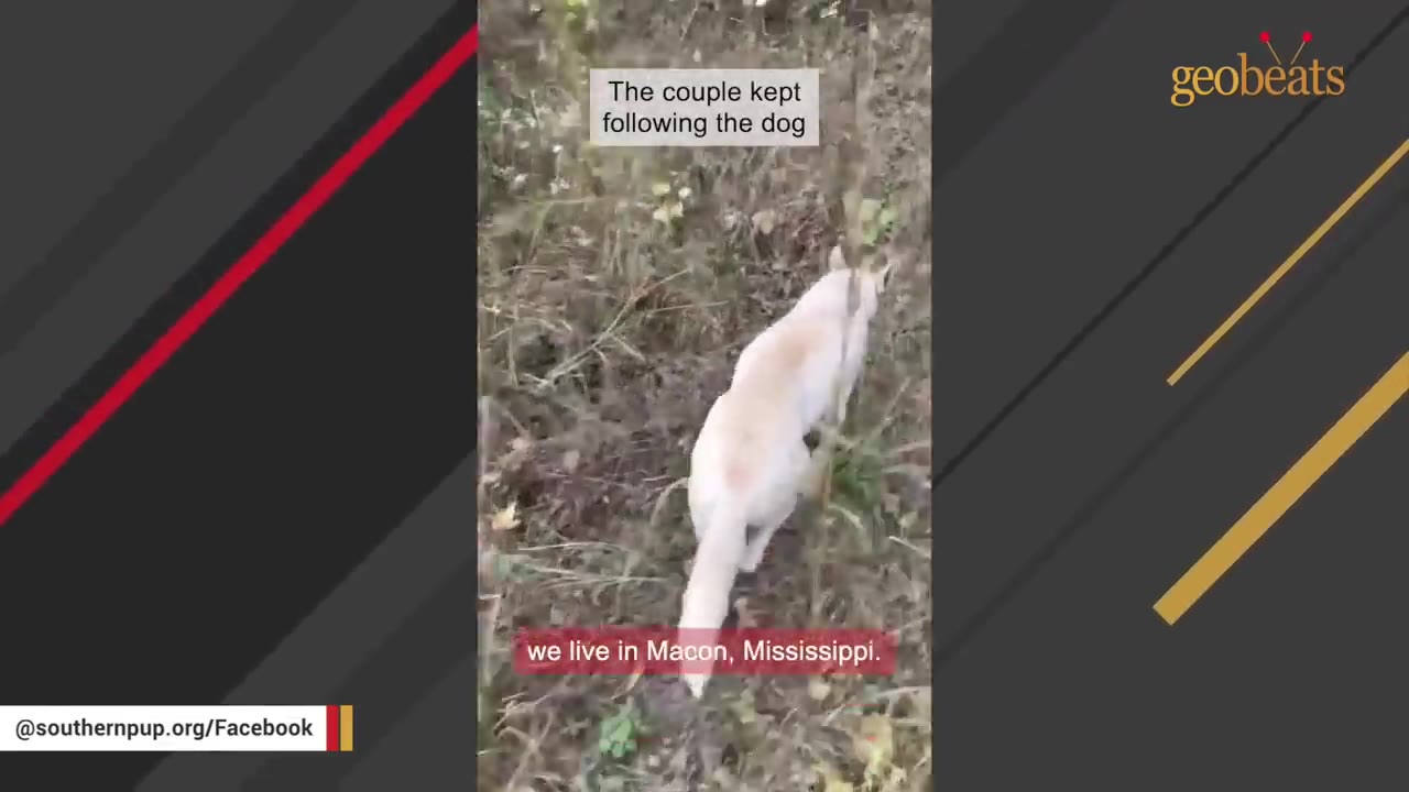 A white dog walking through dry brush and grass, with text overlays reading 'The couple kept following the dog' and 'we live in Macon, Mississippi.'