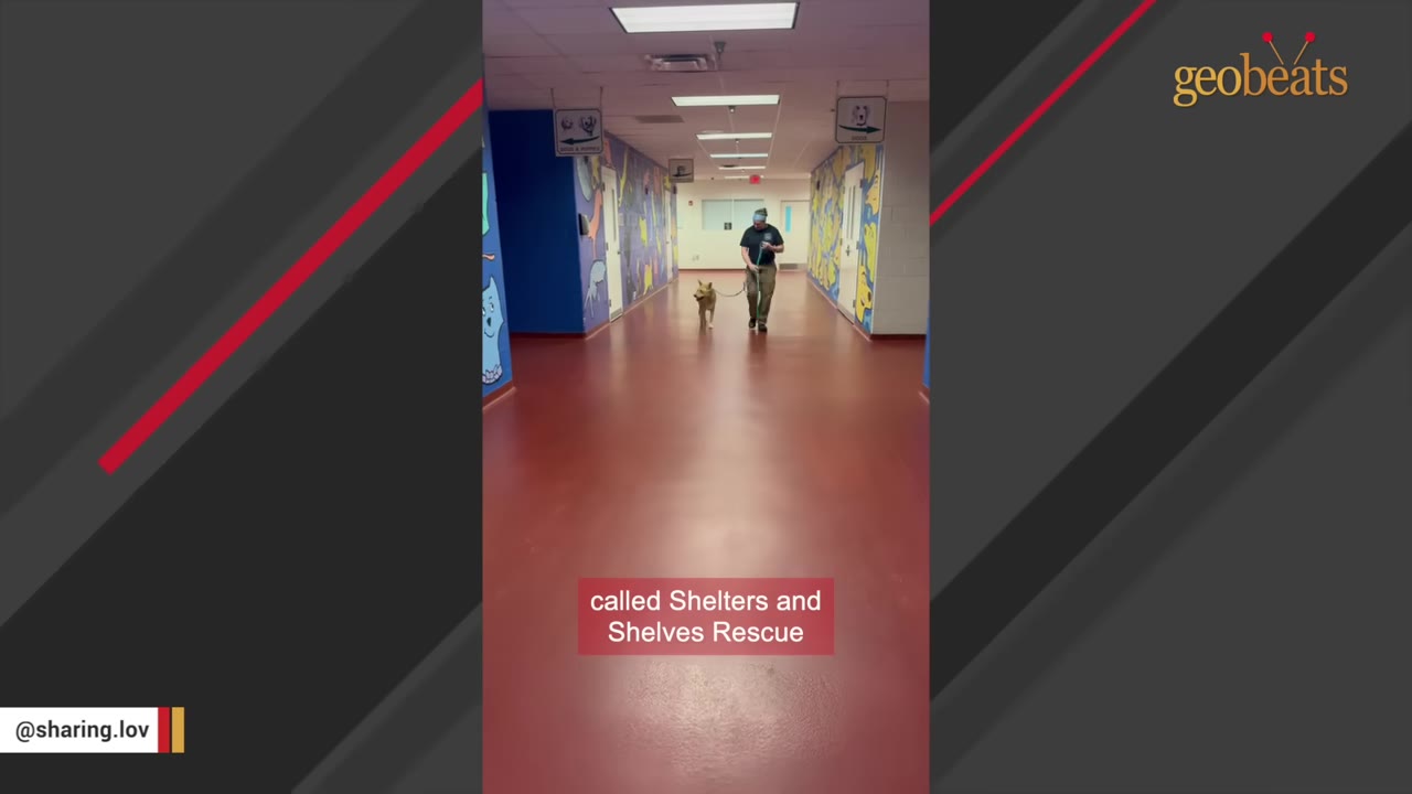 A rescue worker walks a tan dog on a leash down a long, red-floored hallway inside a shelter facility.