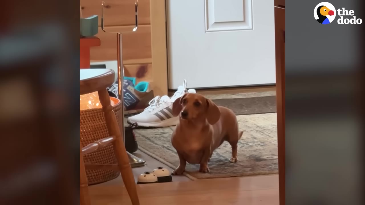 A brown dachshund stands on a rug inside a house, looking up expectantly near a pair of training bells on the floor.