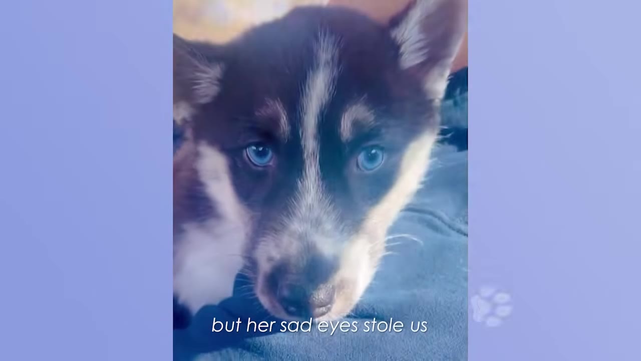 A close-up of a husky puppy with striking blue eyes looking directly at the camera.