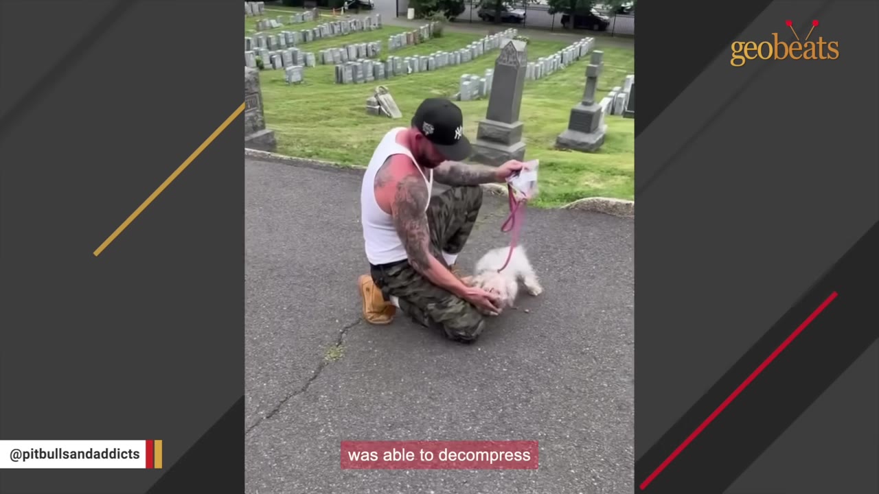 A man in a white tank top and camo pants kneels on a paved path in a cemetery, gently petting a small white dog on a pink leash.