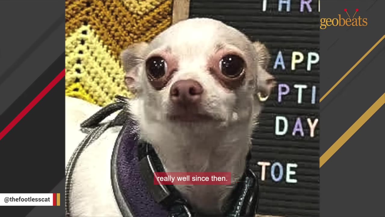 A close-up portrait of Elric, a small white chihuahua with large dark eyes, wearing a purple harness.