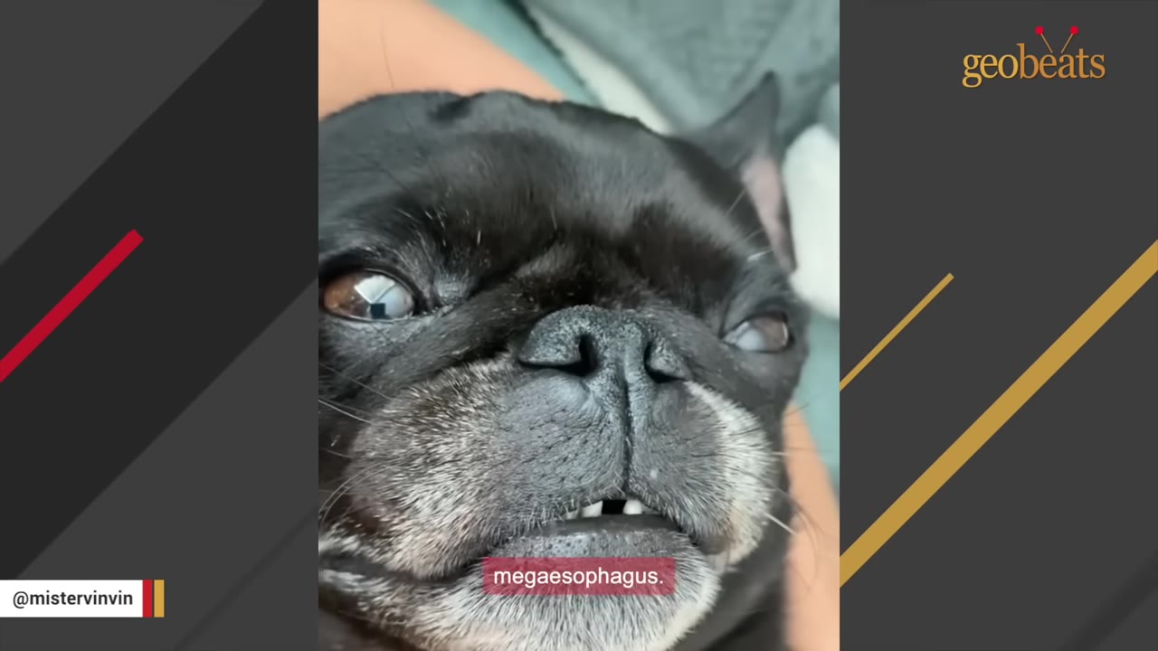 A close-up shot of a black pug looking up with wide eyes, with a text overlay that reads 'megaesophagus.'