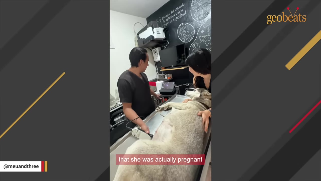 A husky lies on its side on a veterinary examination table while a veterinarian and a woman look on during an ultrasound scan.