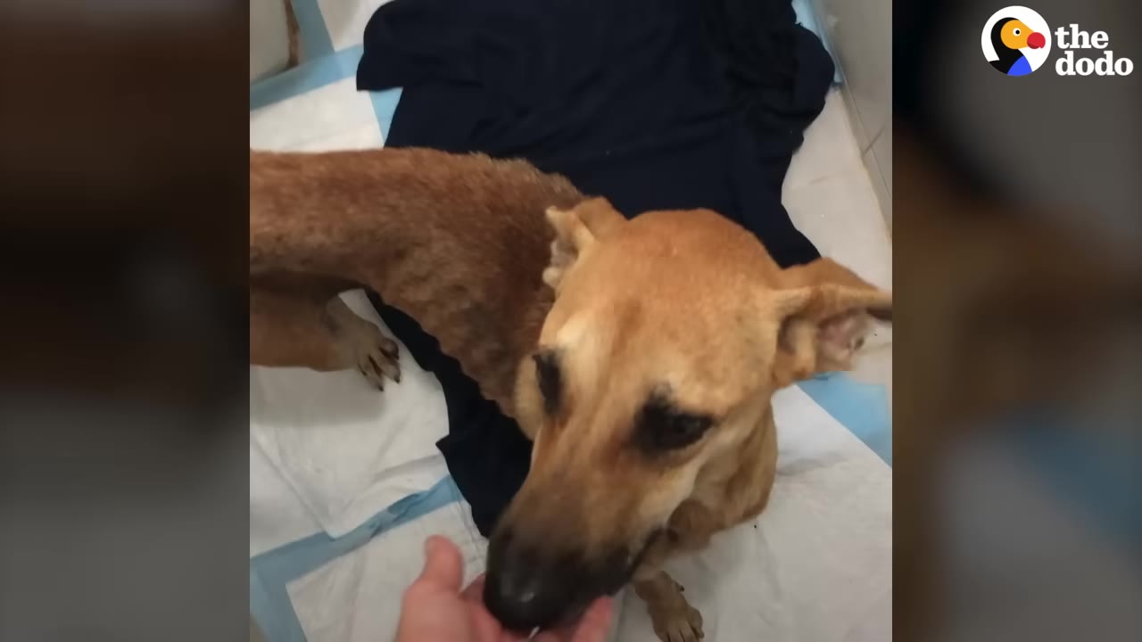 A thin, tan dog stands on white and blue training pads, looking up as a hand gently reaches out to touch its snout.