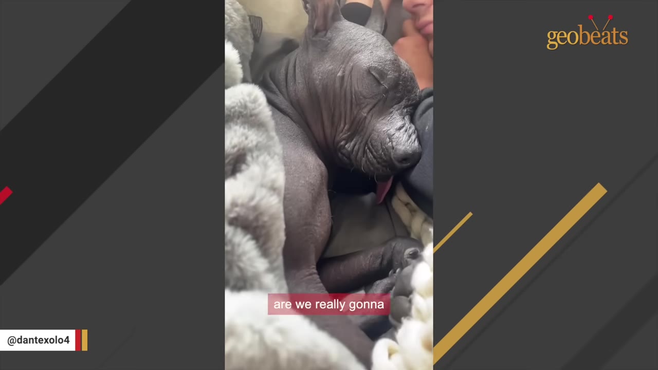 A close-up shot of a sleeping hairless dog snuggled up next to a person under a blanket, with a caption that reads 'are we really gonna'.