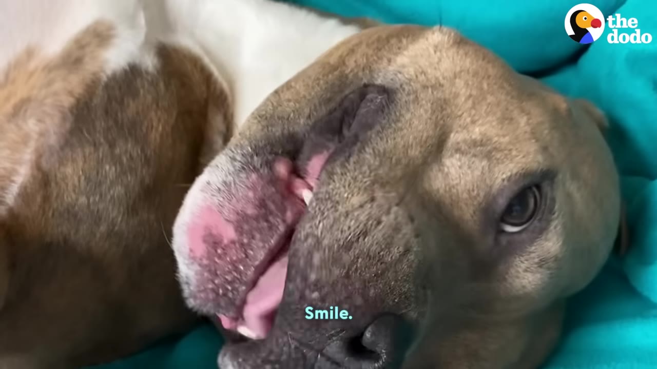 A close-up of a brindle and white dog lying on its back on a teal blanket, looking up with a silly, relaxed expression and its mouth slightly open.