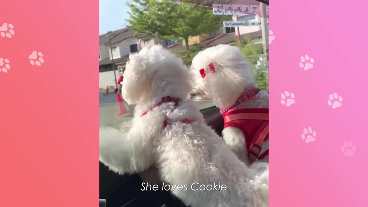 Two fluffy white dogs wearing harnesses look out of a car window together.