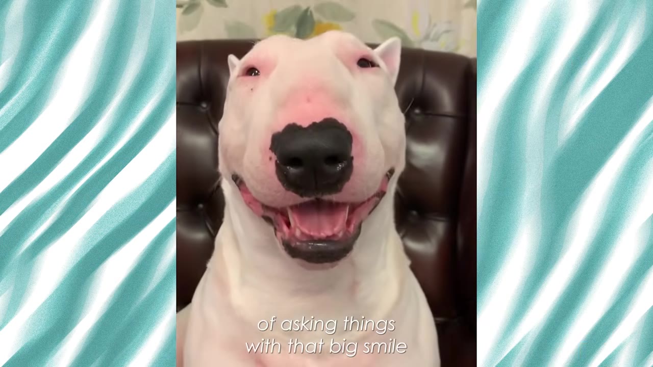 A close-up of a white bull terrier sitting on a brown leather chair, looking directly at the camera with a wide, open-mouthed smile.