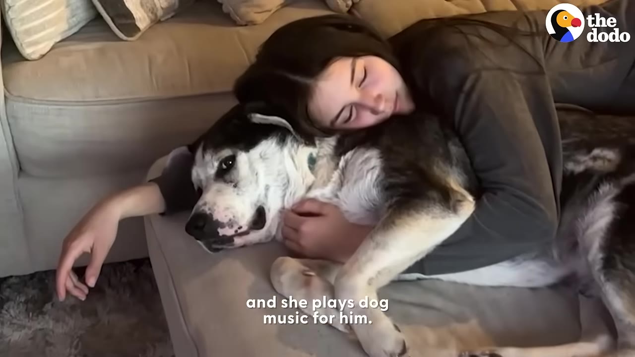A young girl lies on a couch, warmly hugging a large black and white dog who is resting his head comfortably.