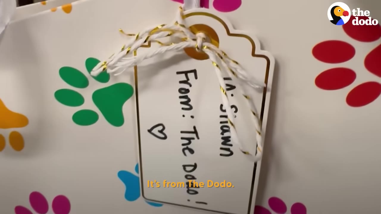 A close-up of a gift tag tied with a gold and white string to a gift bag decorated with colorful paw prints. The tag reads 'To: Shawn, From: The Dodo!' with a small hand-drawn heart.